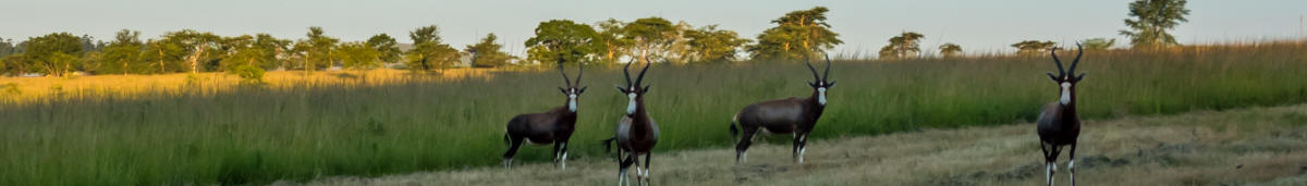 Landschaft mit Tieren in Swasiland