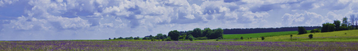 Weizenfeld mit Kornblumen